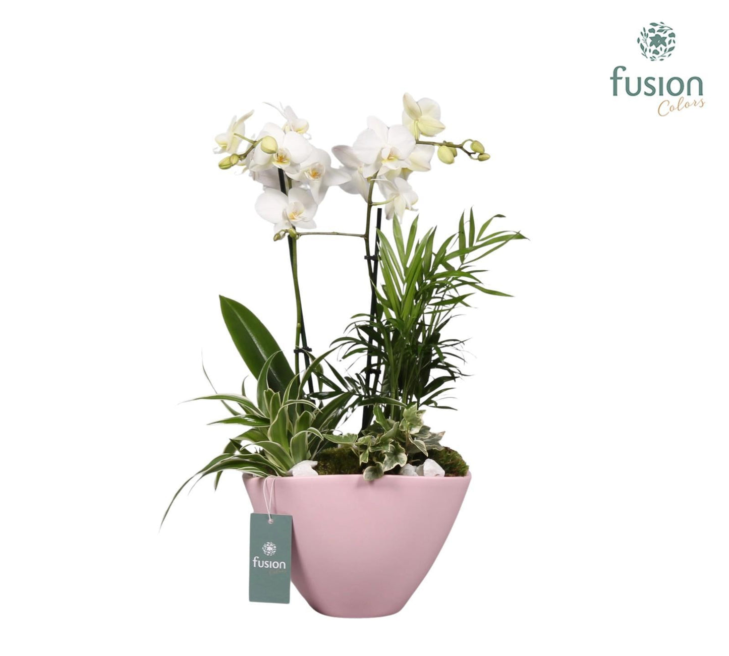 Keramiek bootpot met arrangement Phalaenopsis 4pp 55cm 23cm Pot