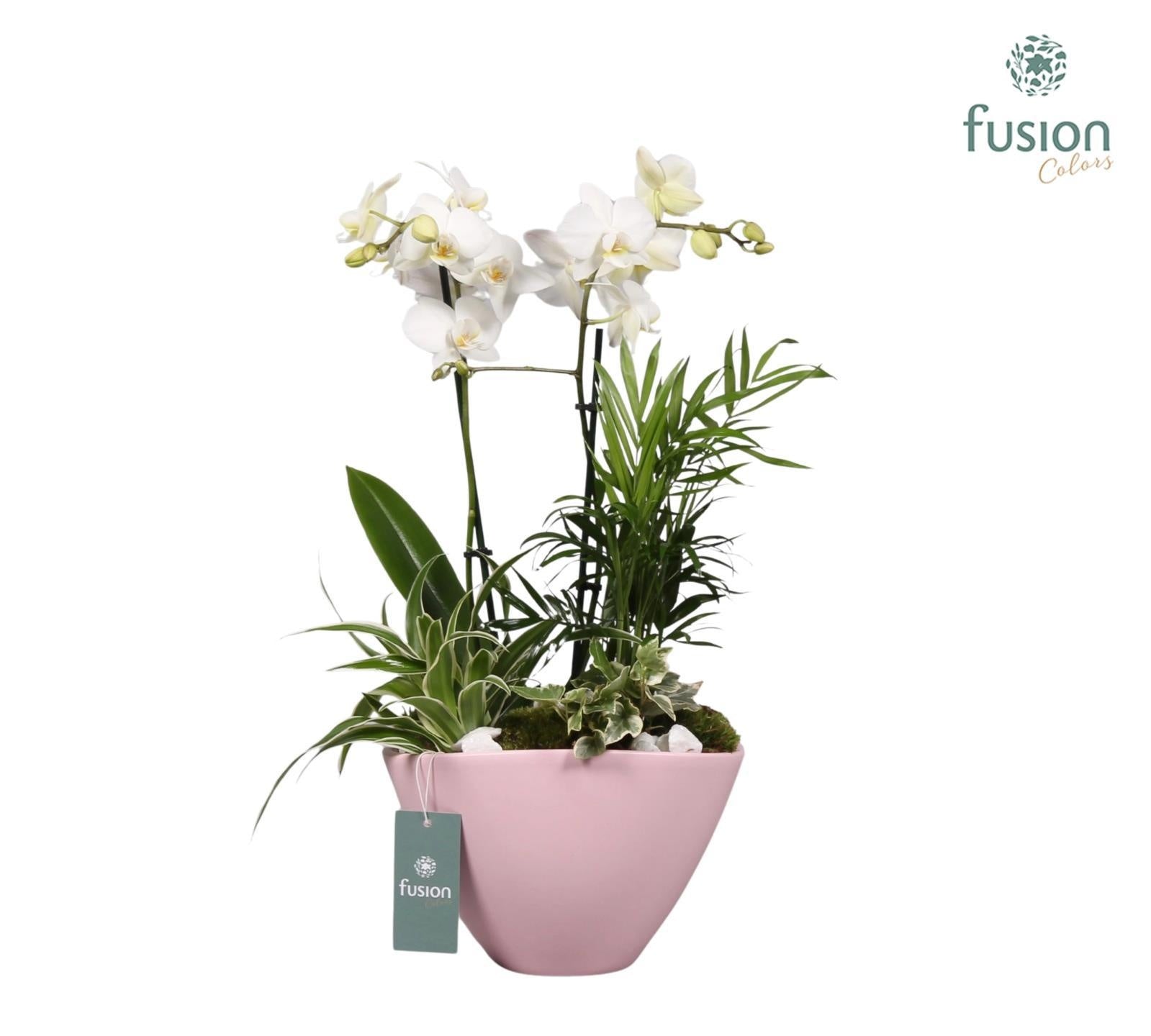 Keramiek bootpot met arrangement Phalaenopsis 4pp 55cm 23cm Pot