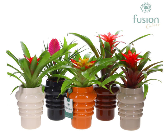 Keramiek ribbelpot met Guzmania 43cm 12cm Pot