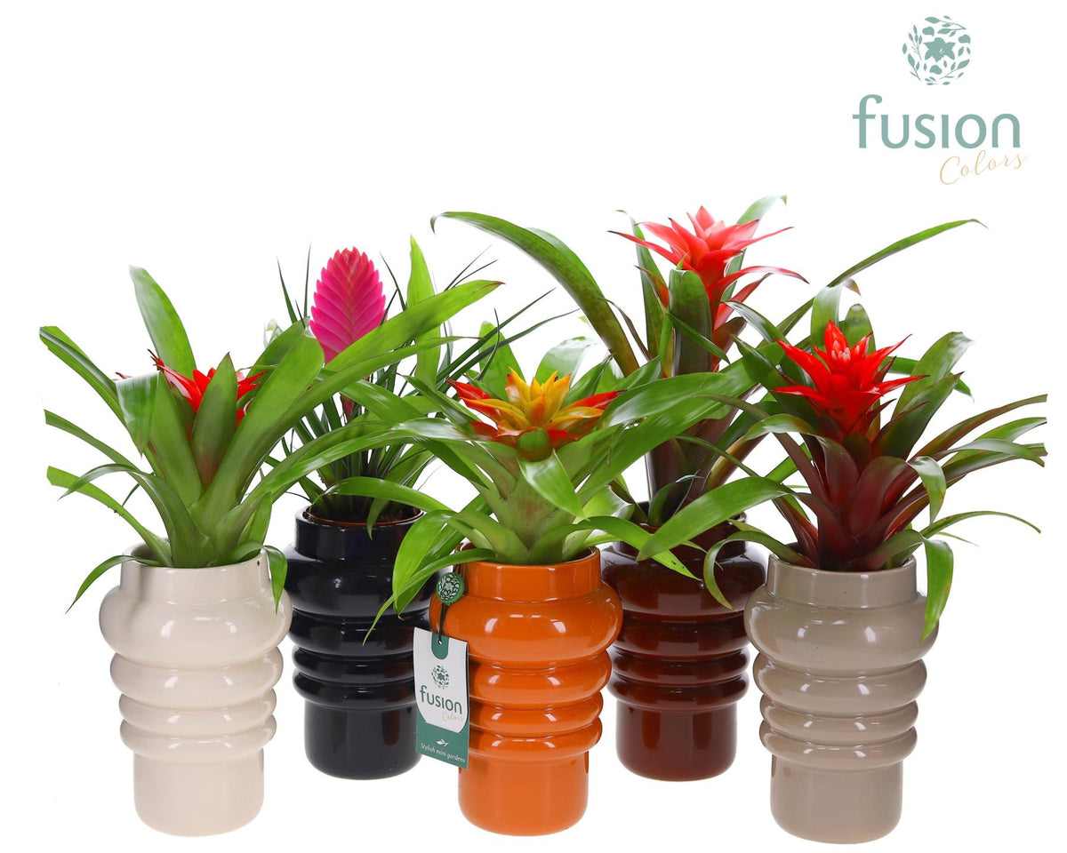 Keramiek ribbelpot met Guzmania 43cm 12cm Pot
