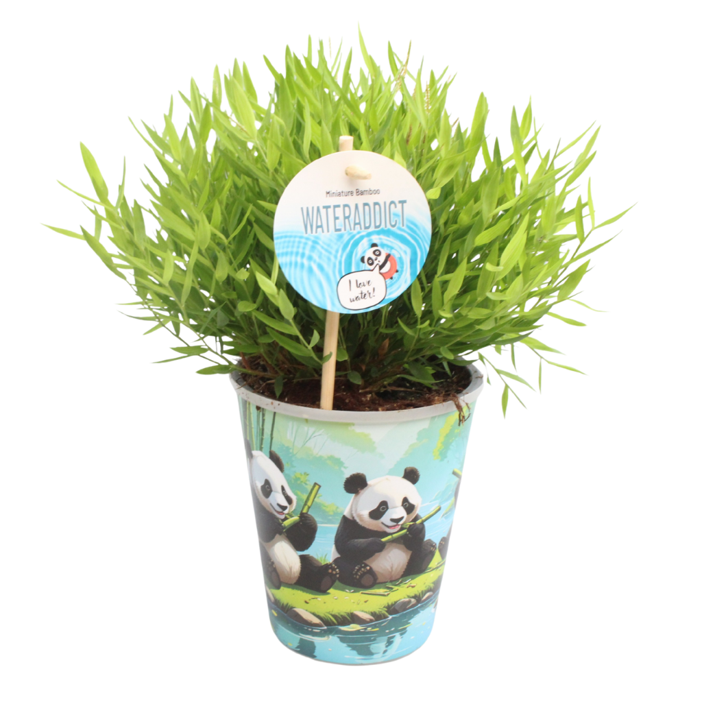 Jongenotter Potpl.kwekerij, Willem Pogonatherum Monica Pack of 8