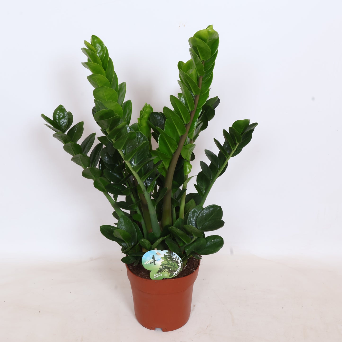Peeters Potplanten BV Zamioculcas Midori Pack of 1