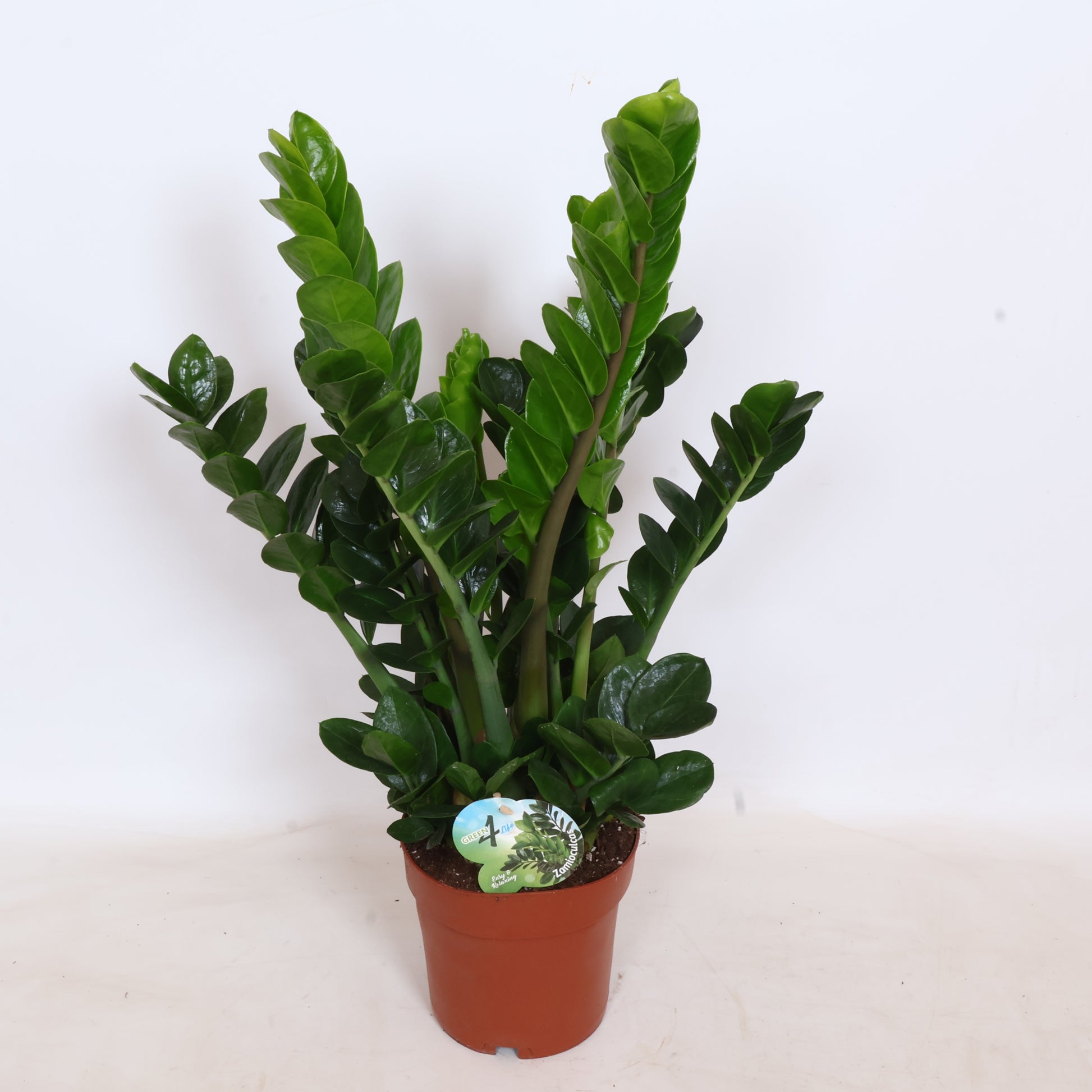 Peeters Potplanten BV Zamioculcas Midori Pack of 1