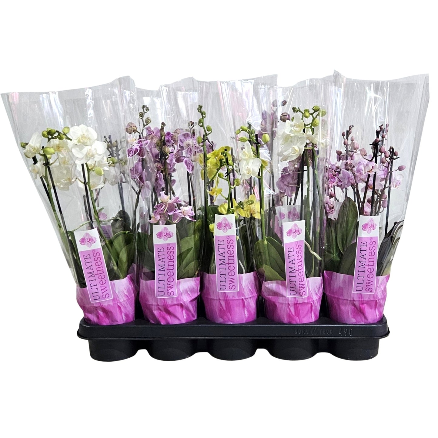 Phalaenopsis mf. mix 38cm 12cm Pot