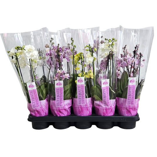 Phalaenopsis mf. mix 38cm 12cm Pot