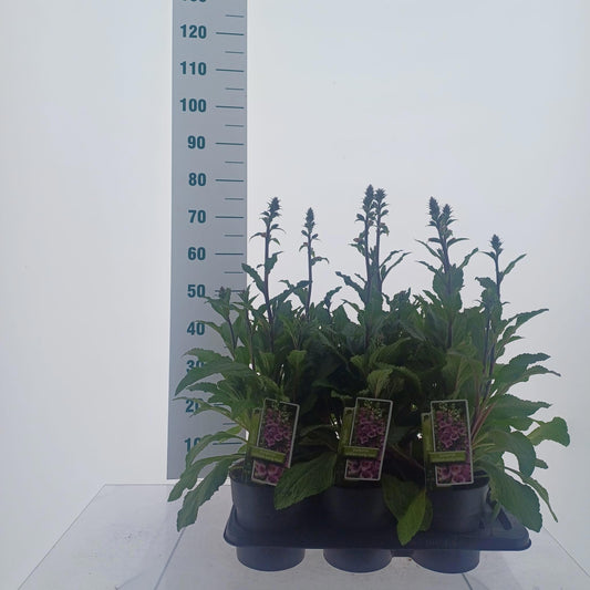 Digitalis purpurea 75cm 17cm Pot