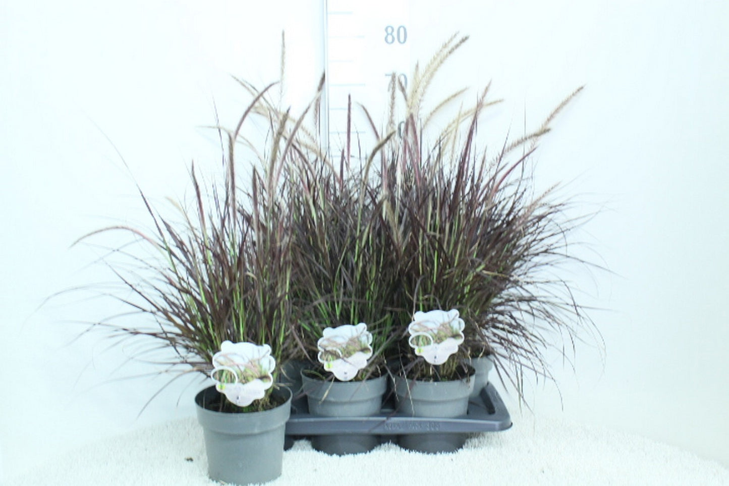 van Tol & Van der Linde Pennisetum Rubrum Pack of 6