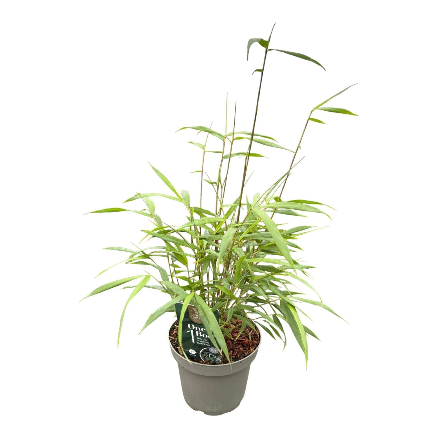 Fargesia Asian Wonder 30cm 14cm Pot