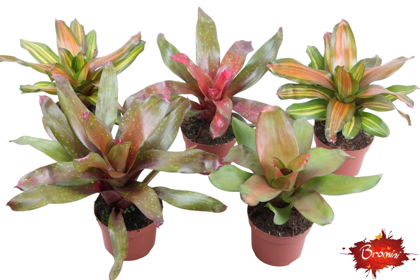Neoregelia mix 40cm 12cm Pot
