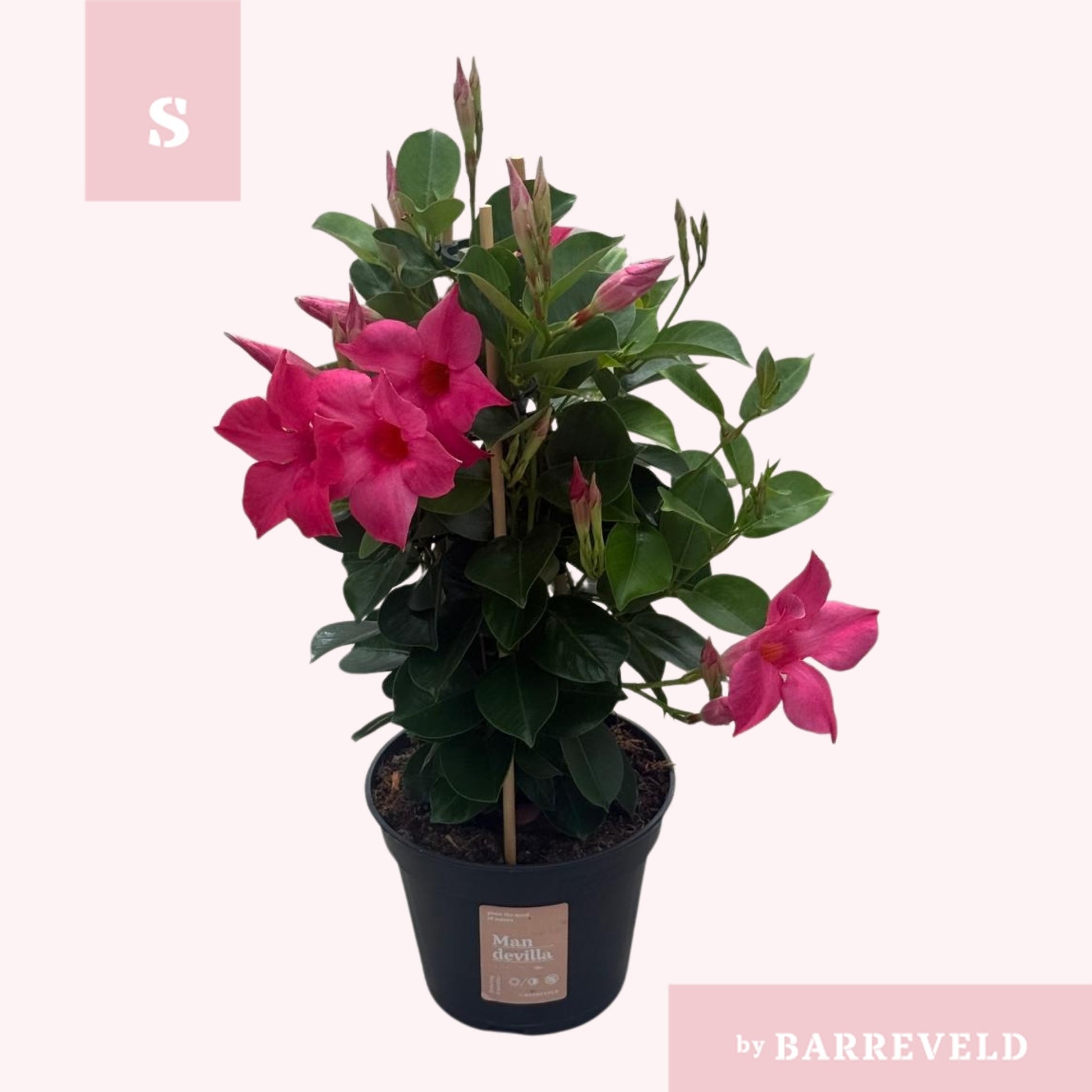 Mandevilla Pink 45cm 14cm Pot