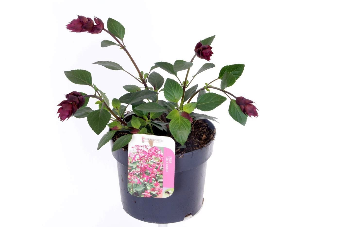 Salvia officinalis 35cm 17cm Pot