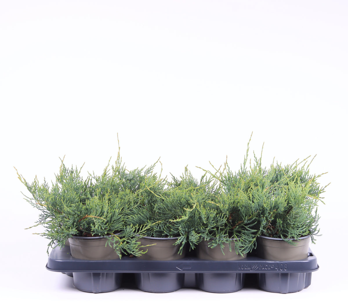 Juniperus virginiana Grey Owl 20cm 13cm Pot