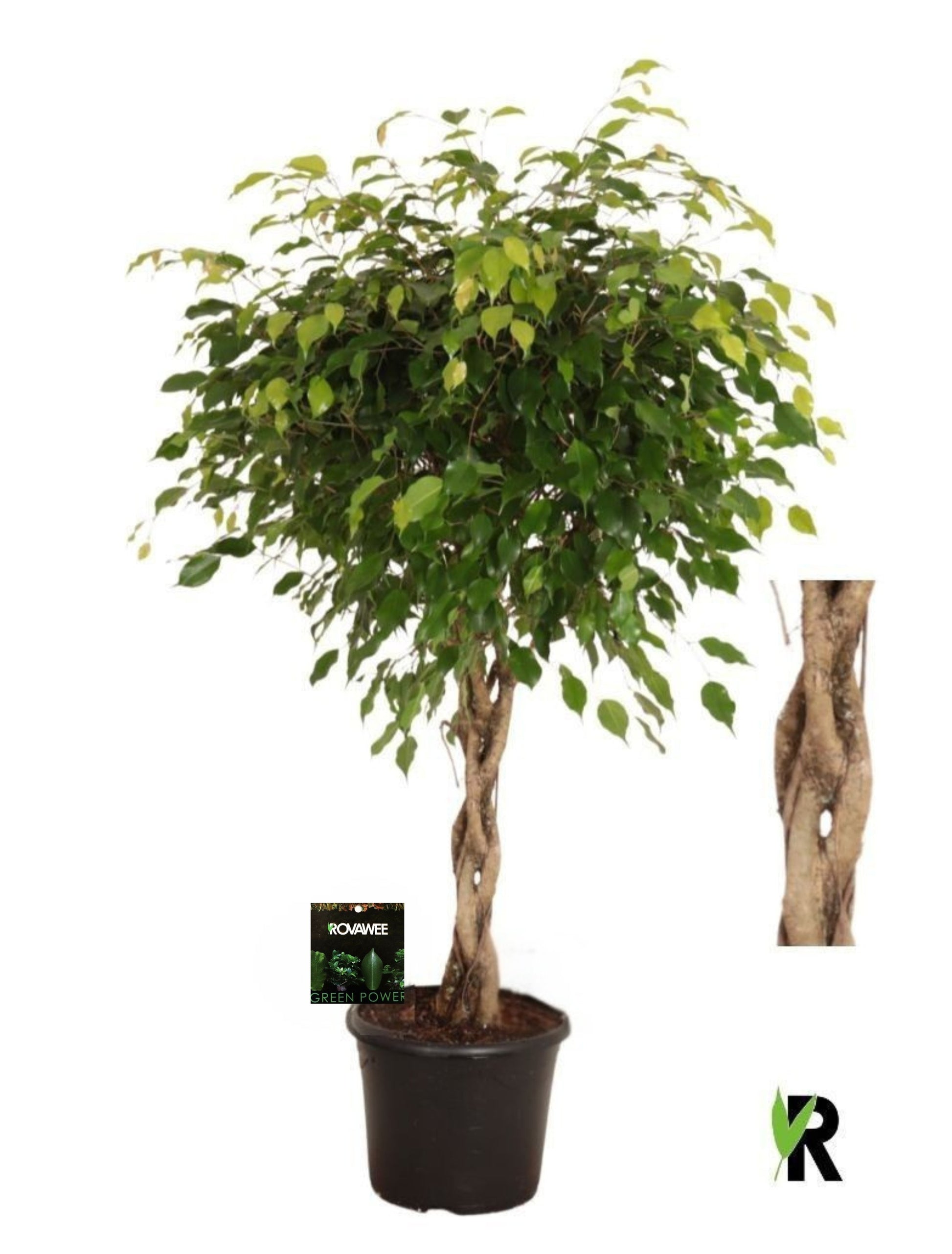 Ficus benj. Exotica 130cm 30cm Pot