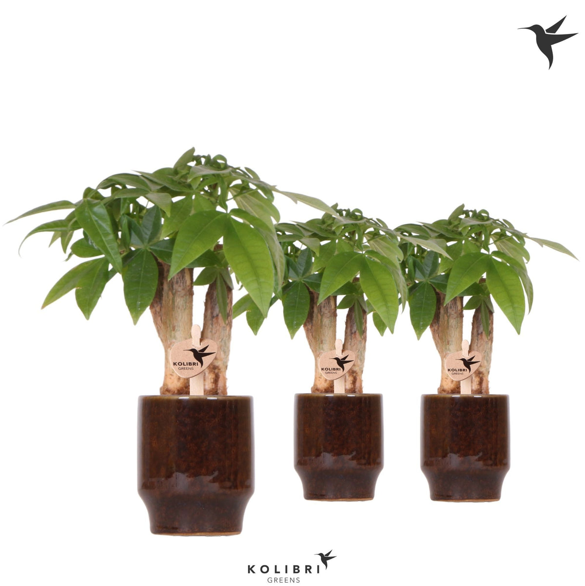 Pachira aquatica 20cm 6cm Pot