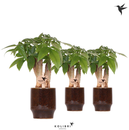 Pachira aquatica 20cm 6cm Pot