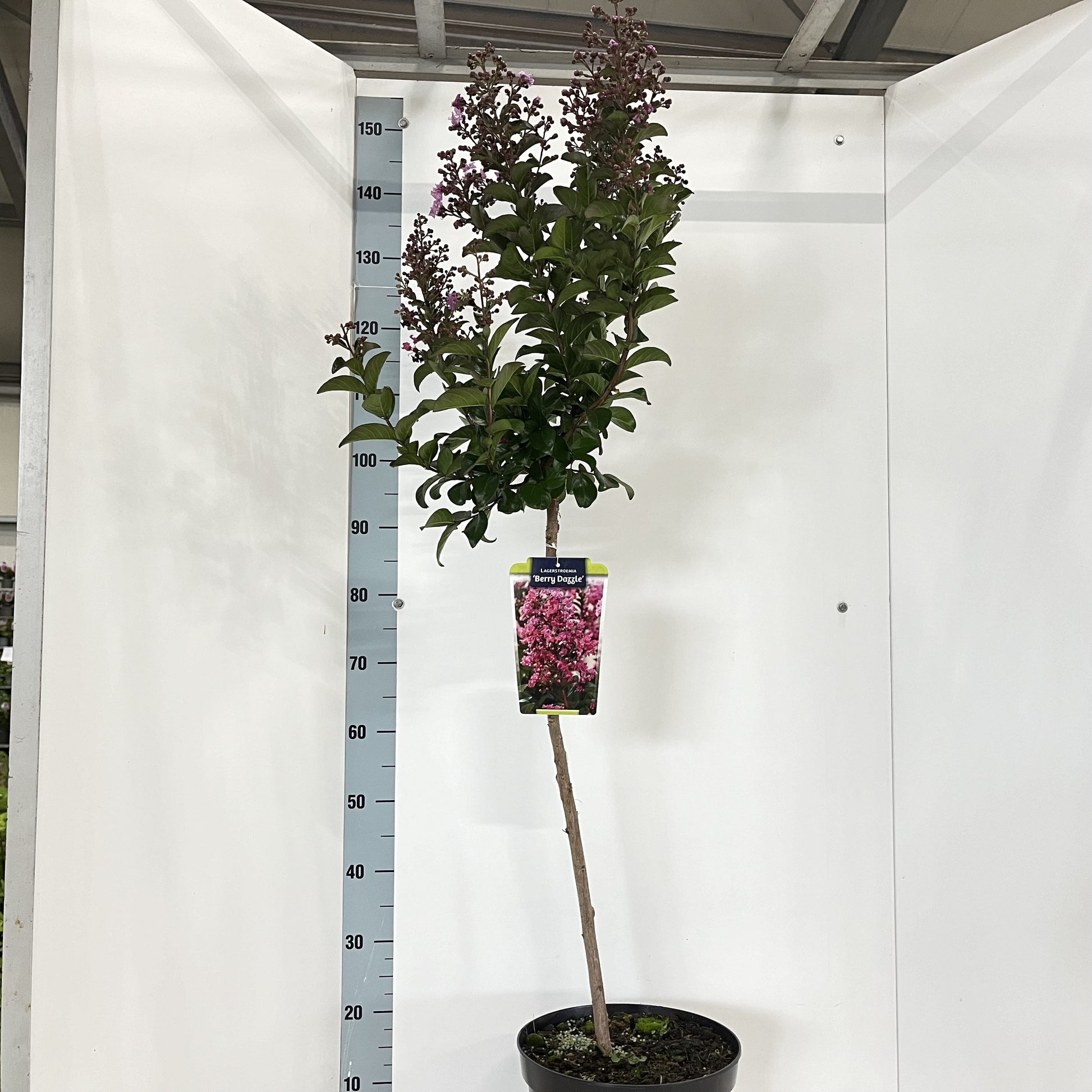 Lagerstroemia indica 160cm 29cm Pot