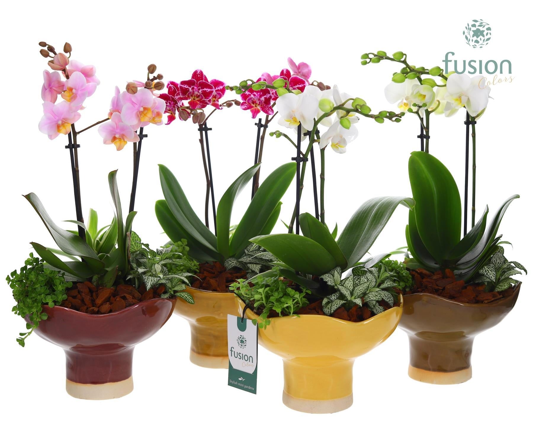 Keramiek schaal Large met Phalaenopsis arrangement 43cm 19cm Pot