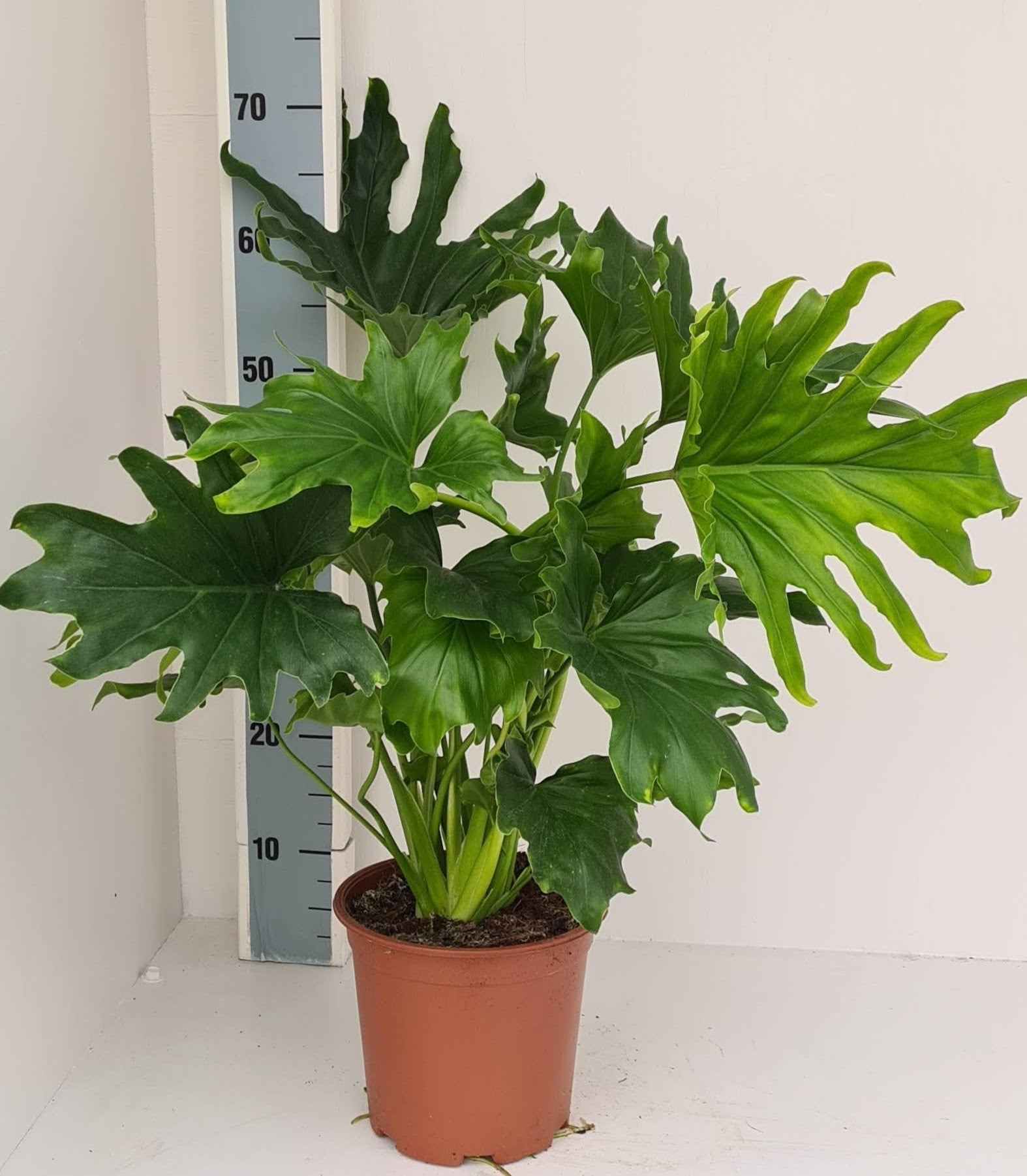 Loo VOF, kwekerij 't Philodendron scandens Pack of 1