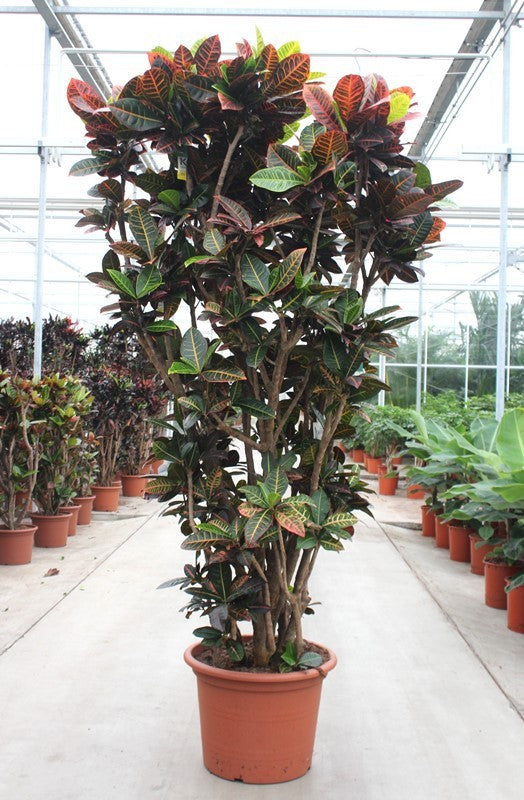 Codiaeum Petra 250cm 55cm Pot