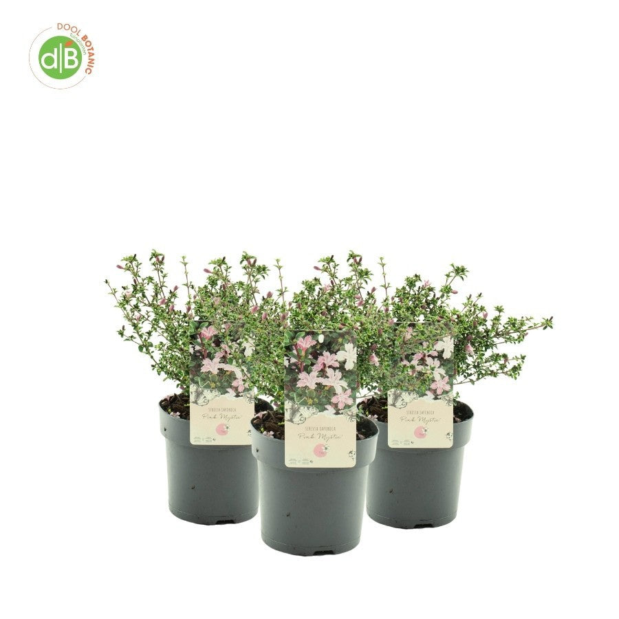 Bonsai Serissa sp. 30cm 15cm Pot