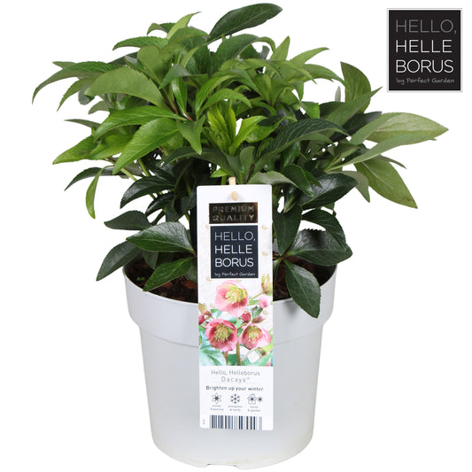 Helleborus orientallis Dacaya 50cm 19cm Pot