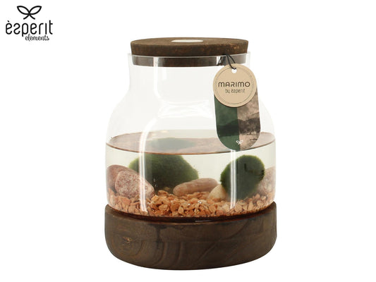 Water plant Weckpot arrangement 20cm 17cm Pot