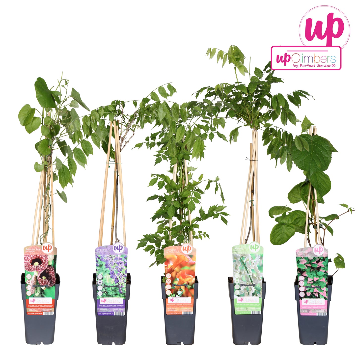 Climbing plants mix 65cm 15cm Pot