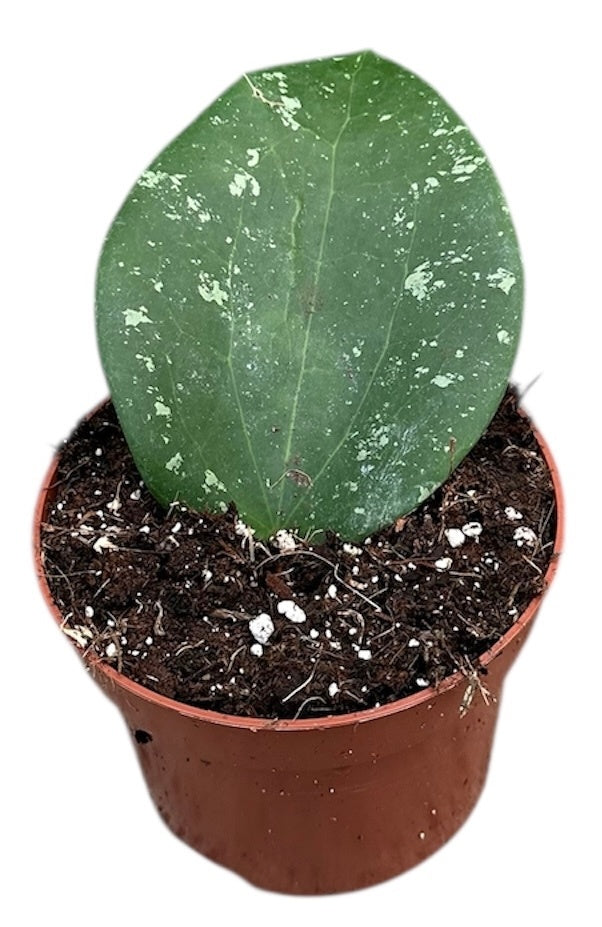 Hoya australis 15cm 10.5cm Pot