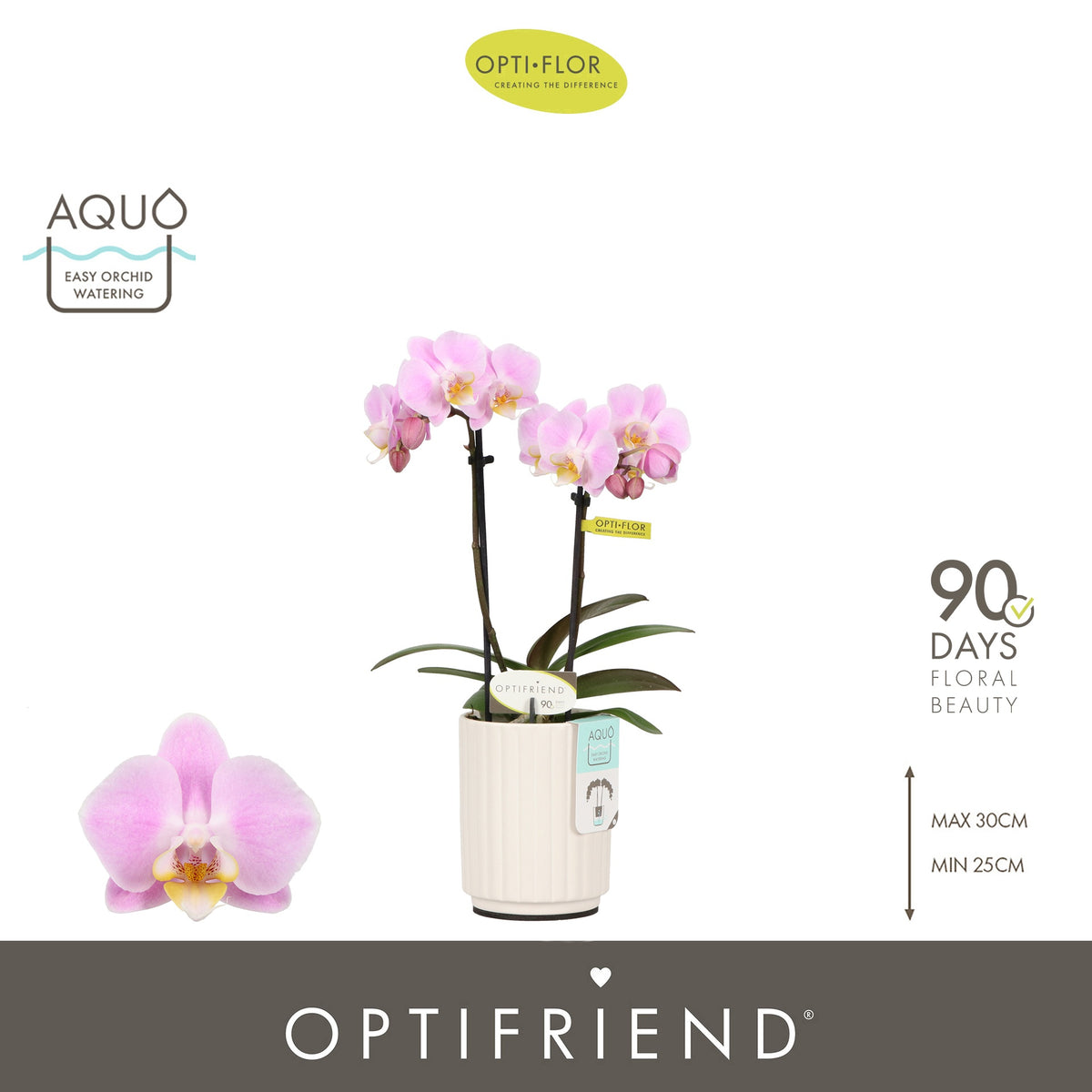 Phalaenopsis pink 25cm 7cm Pot