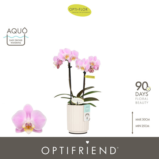 Phalaenopsis pink 25cm 7cm Pot