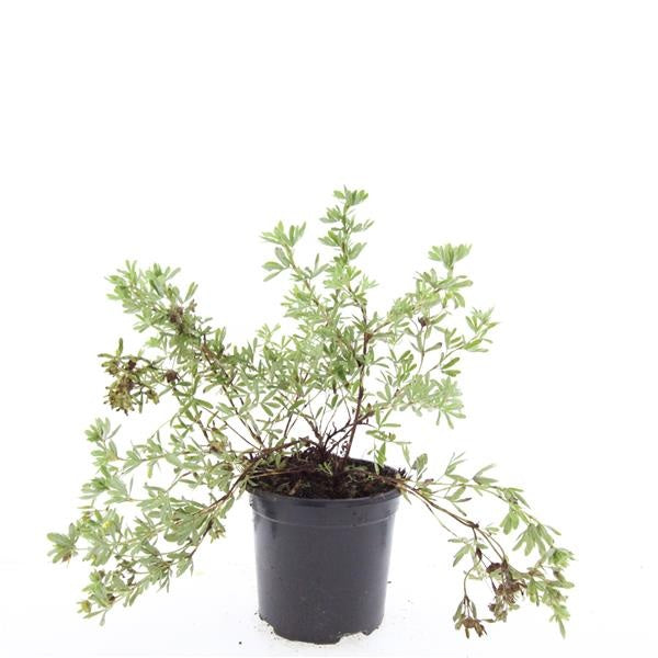 Boer, W.T.M. de Potentilla frut. Goldstar Pack of 8