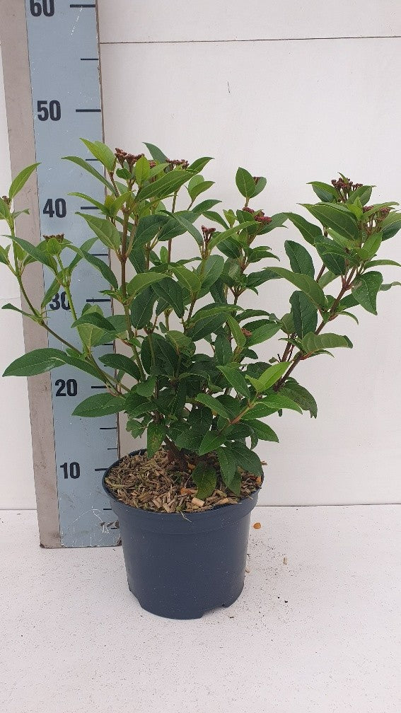 Roessel Tuinpl. VOF, B. v. Viburnum tinus Spirit Pack of 1
