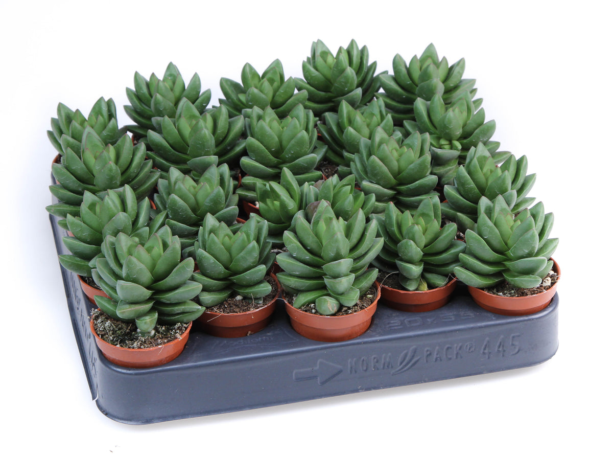 Crassula Ben 8cm 5.5cm Pot