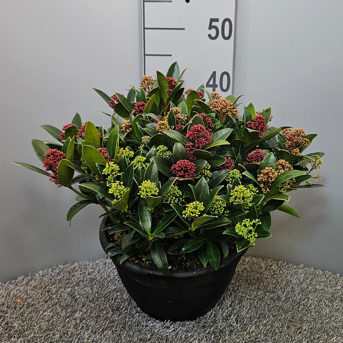 Skimmia 45cm 25cm Pot