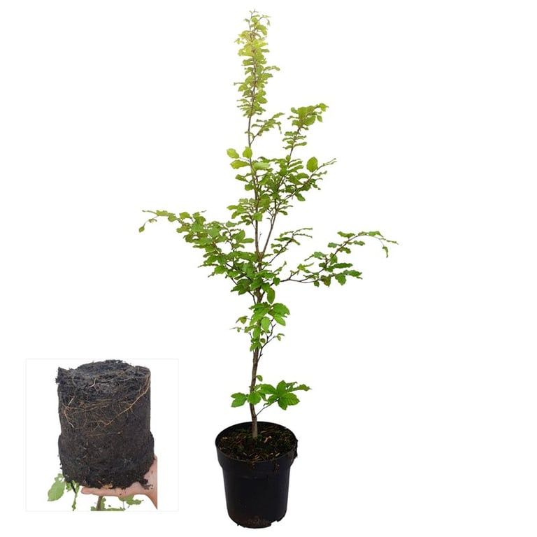Fagus sylvatica 120cm 21cm Pot