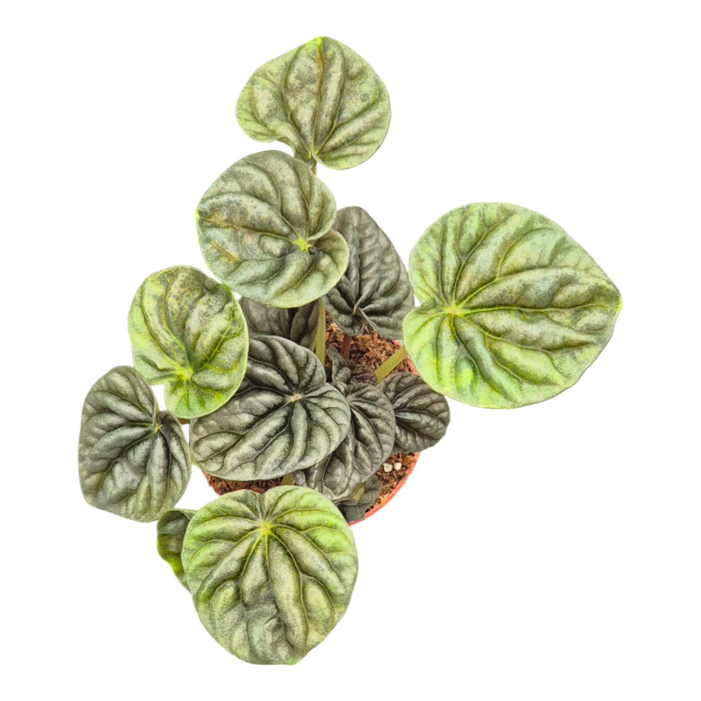 Peperomia caperata 15cm 9cm Pot