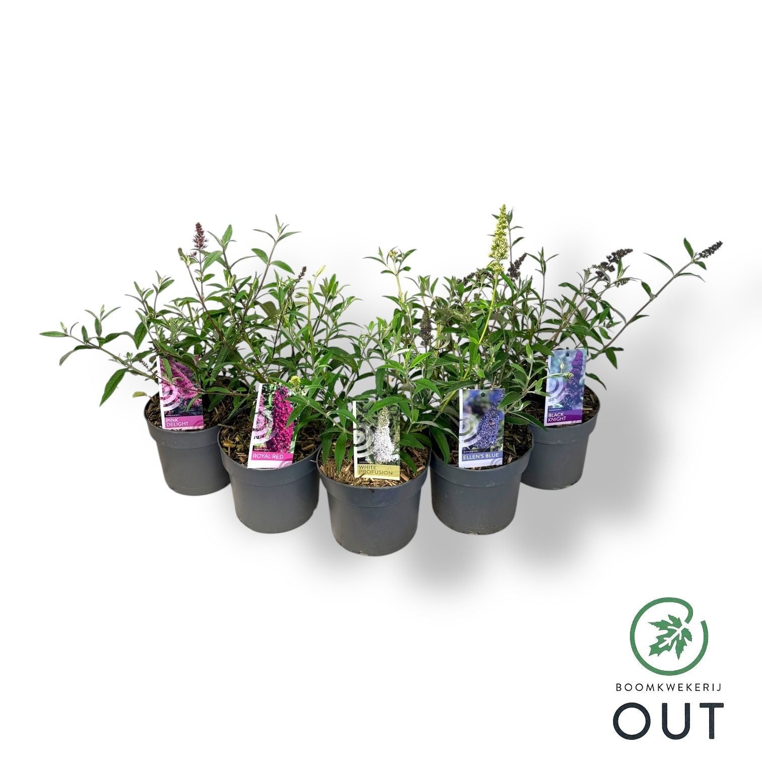 Buddleja davidii mix 35cm 19cm Pot