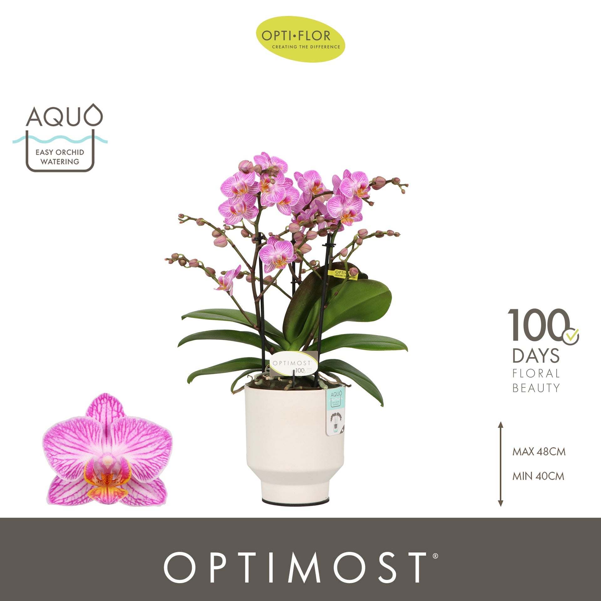 Phalaenopsis multiflora Honeybee 45cm 12cm Pot