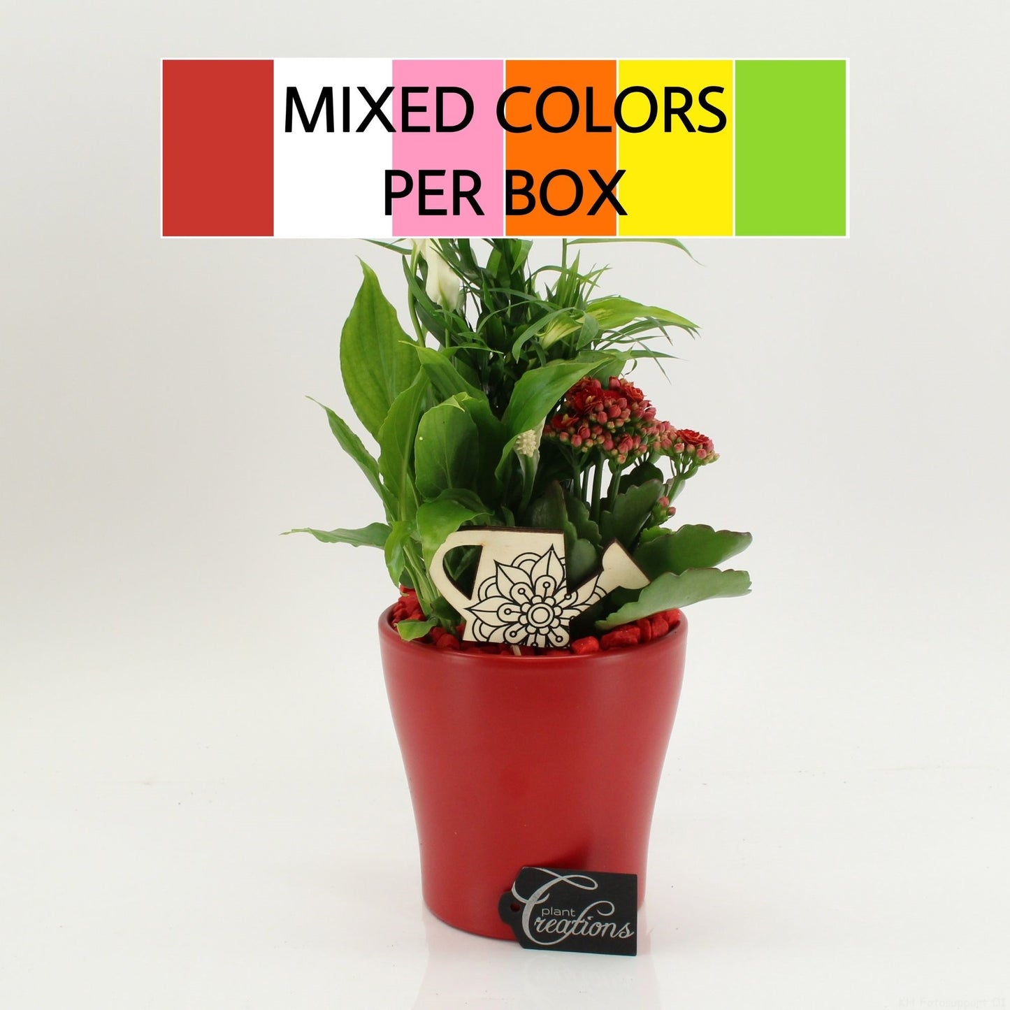 Indoor Flowering arrangement 35cm 14cm Pot