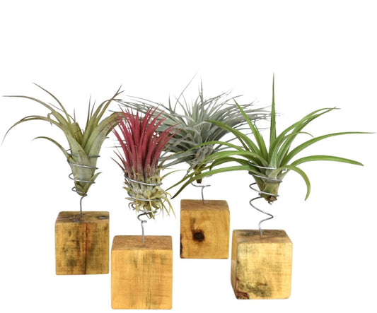 Tillandsia cyanea 15cm 7cm Pot