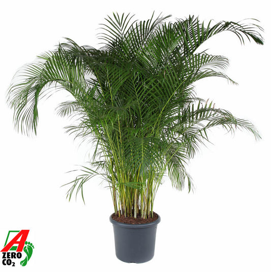 Dypsis lutescens 240cm 48cm Pot