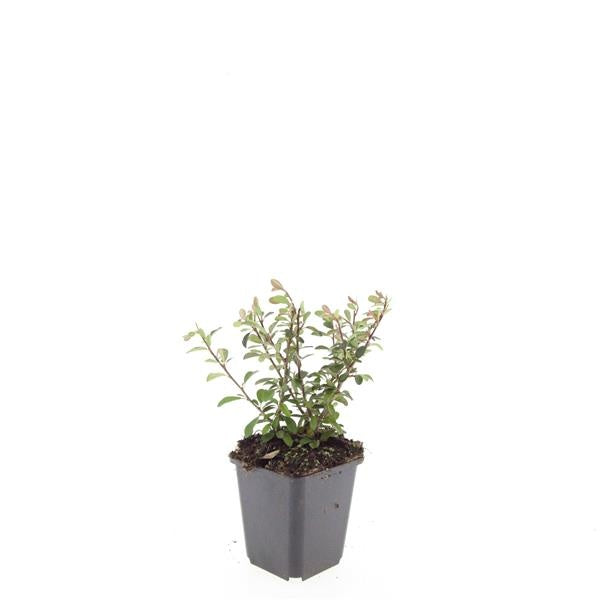 Boer, W.T.M. de Cotoneaster rad. Eichholz Pack of 12