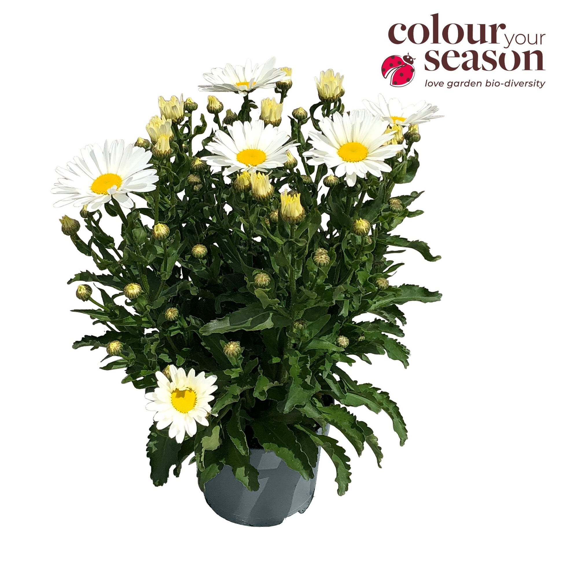 Leucanthemum Taurus 40cm 19cm Pot