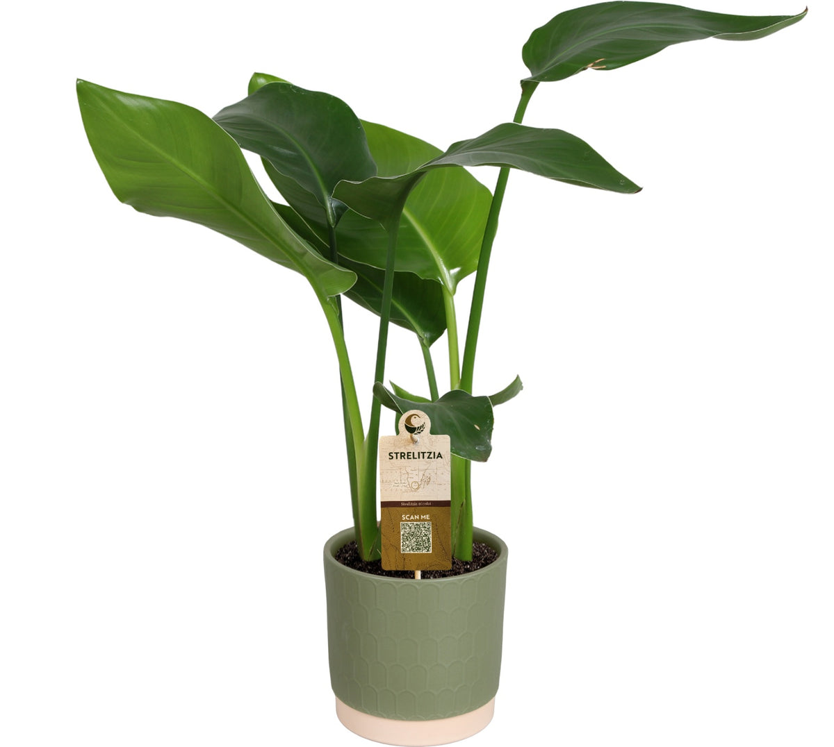 Strelitzia nicolai 50cm 15cm Pot