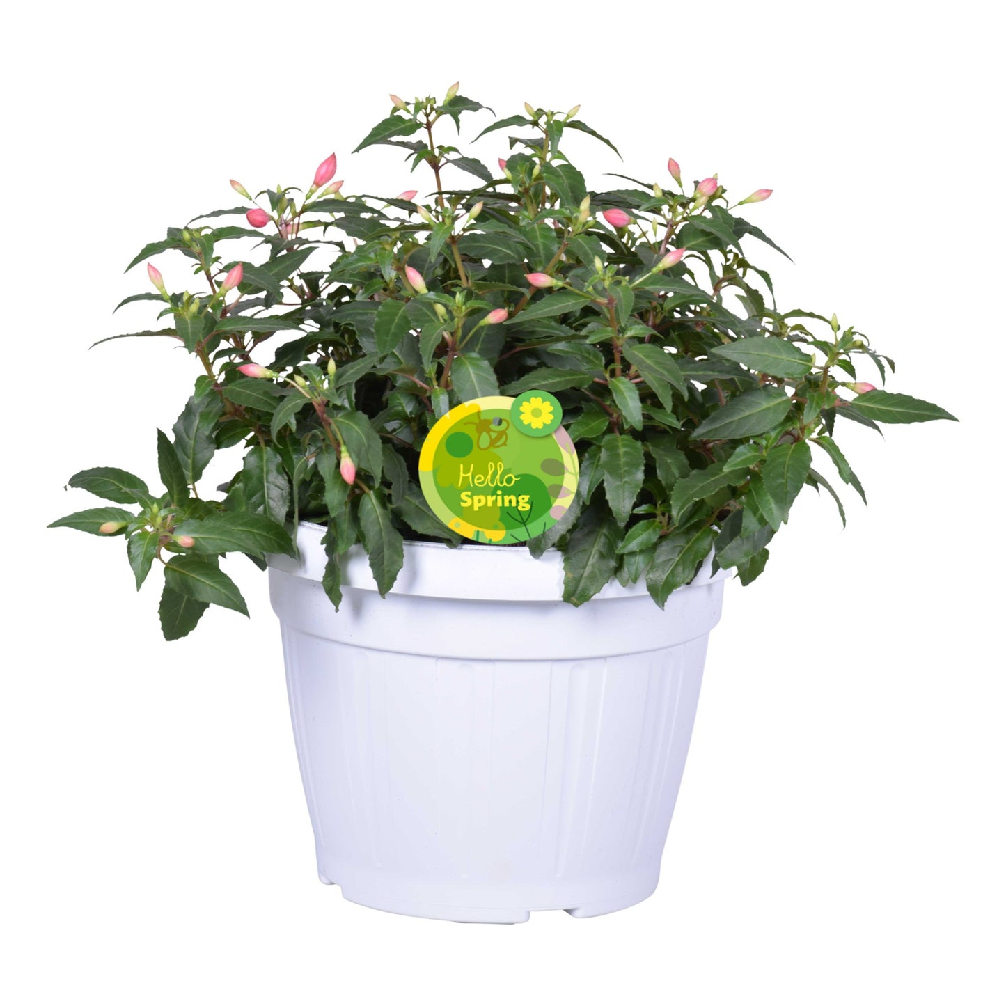 Fuchsia Bella Evita 30cm 22cm Pot