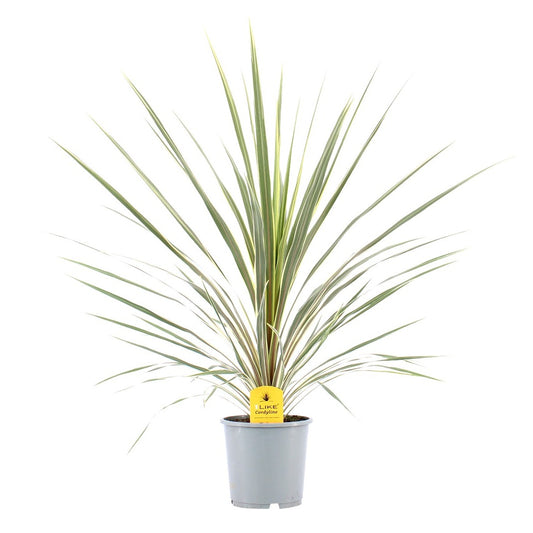 Cordyline australis Variegata 70cm 17cm Pot