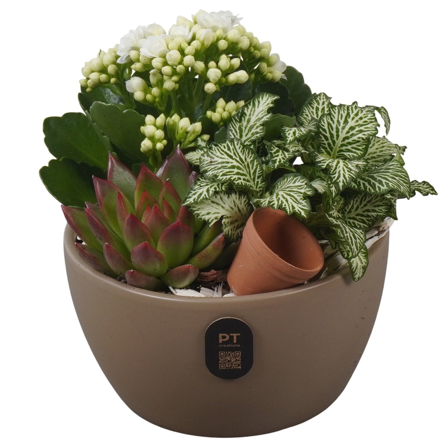 Indoor arrangement 17cm 14cm Pot