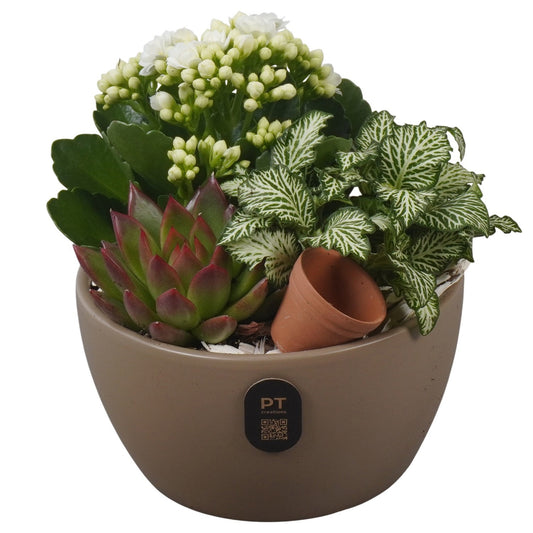 Indoor arrangement 17cm 14cm Pot