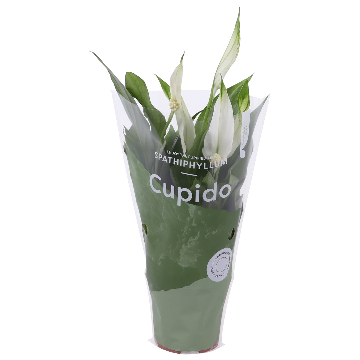 Spathiphyllum Pearl Cupido 24cm 7cm Pot