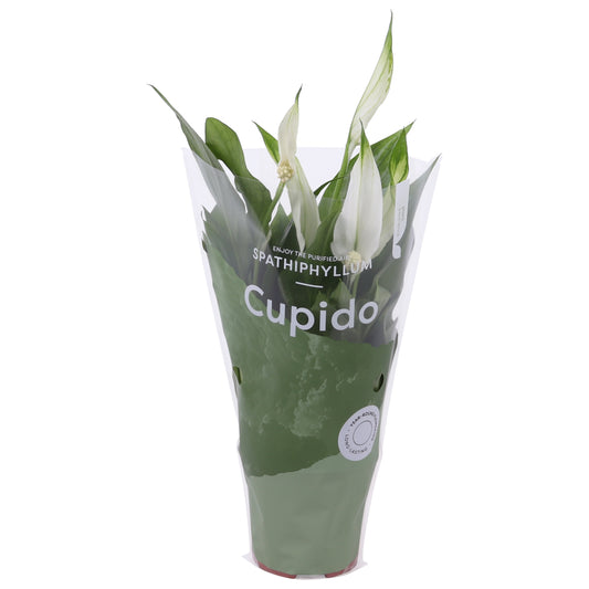 Spathiphyllum Pearl Cupido 24cm 7cm Pot